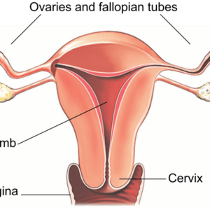 vaginal vaginal